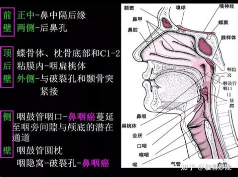 咽喉位置|咽部解剖结构图解